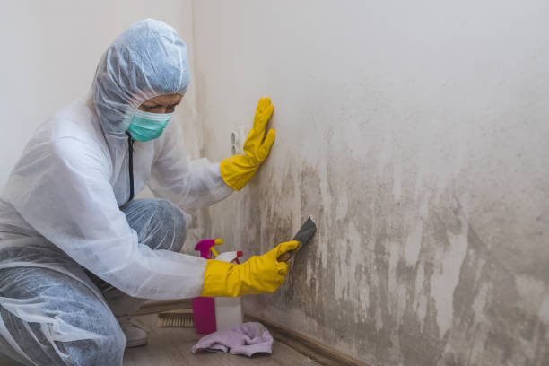 Mold Removal Process in Avalon, PA