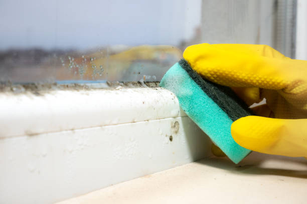 Best Office Mold Removal Services  in Avalon, PA