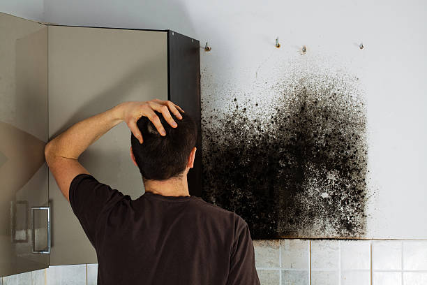 Best Mold Damage Repair  in Avalon, PA